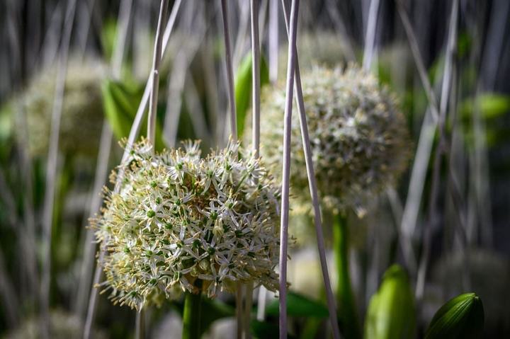 Allium-Blüten in Weiß