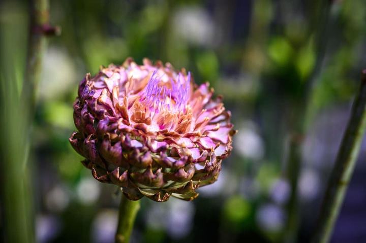 Dahlienblüte in Nahaufnahme
