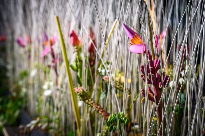 Gräser und Blüten vor dunklem Grund